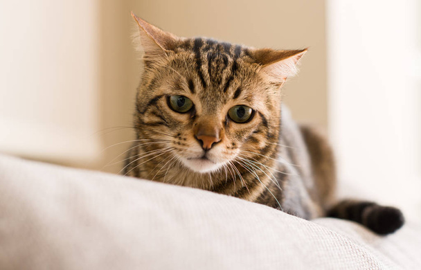 Domestic cat at home - Фото, зображення