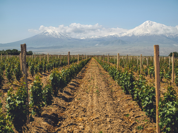 rows of bushes on agriculture field with mountains on background, Armenia - Фото, зображення