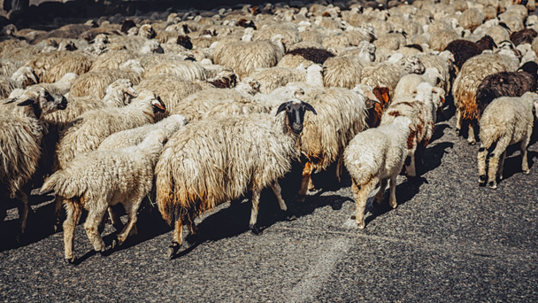 アルメニアの道の上を歩く愛らしい白い羊の群れ - 写真・画像