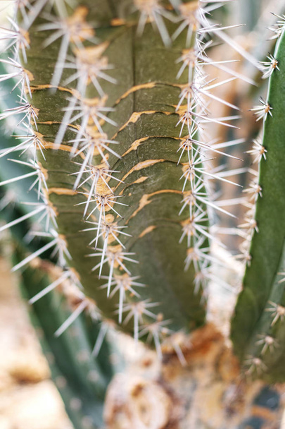 Cactus of spike with texture in park. - Fotó, kép