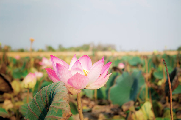 Roze lotus met schoonheid bij zonlicht. - Foto, afbeelding