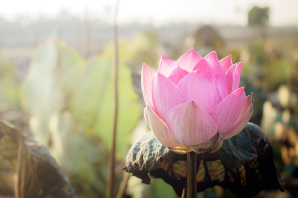 Pembe lotus ile güneş ışığı, güzel. - Fotoğraf, Görsel