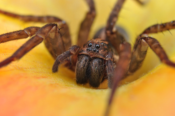 House spider, Tegenaria - Photo, Image