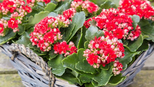 Begonia rouge Fleurs
 - Photo, image