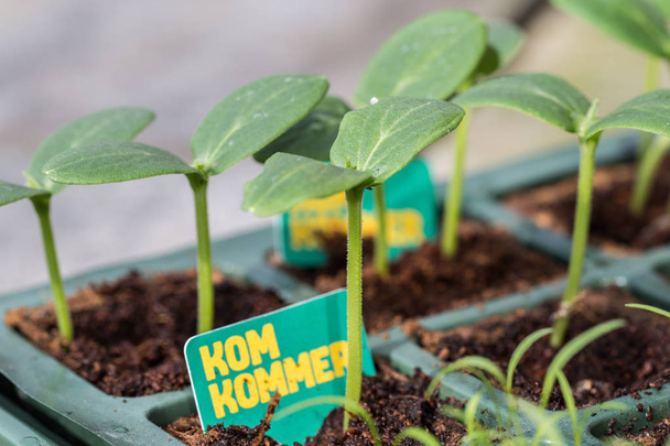 Komkommer uborka növények egy tenyésztési tálca - Fotó, kép