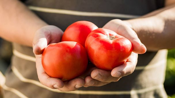 Рука фермера, выставляющая итальянские красные помидоры, только что забрала его землю. Концепция: сельское хозяйство, томаты, природа
. - Фото, изображение