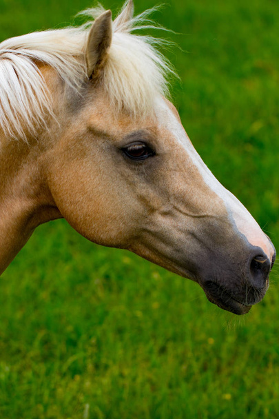 Porträt eines schönen Pferdes auf Gras Hintergrund. - Foto, Bild
