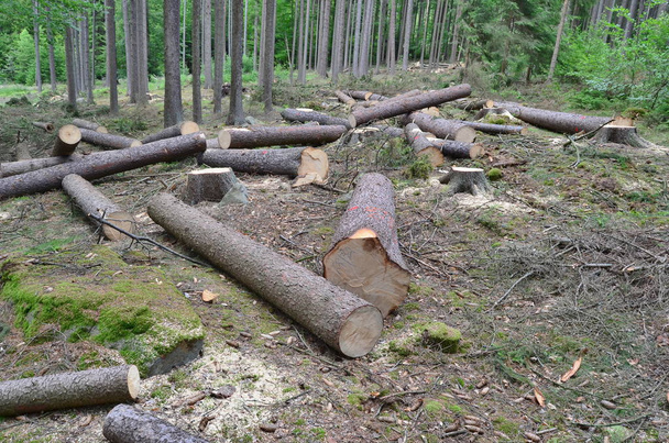 dřevo pro přepravu, Jižní Čechy, Česká republika - Fotografie, Obrázek