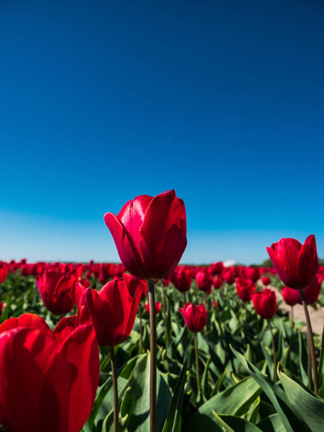 Verlichte rode tulpen - Foto, afbeelding