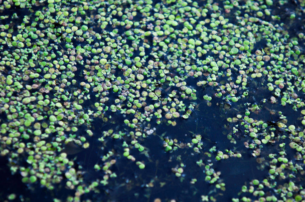Das Bild eines Sumpfes, Tina, Wasserlinse. eine winzige wasserblühende Pflanze, die in großen Mengen auf stillem Wasser schwimmt und oft eine scheinbar durchgehende grüne Schicht auf der Oberfläche bildet. - Foto, Bild