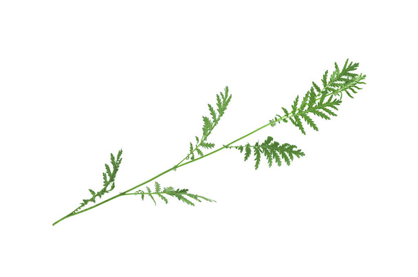 Plant stem with green leaves isolated on white background. - Valokuva, kuva