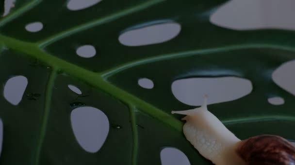 Το σαλιγκάρι σέρνεται κατά μήκος το φύλλο πράσινο φυτό με τρύπες. Επιτάχυνση βίντεο ή time-lapse. - Πλάνα, βίντεο