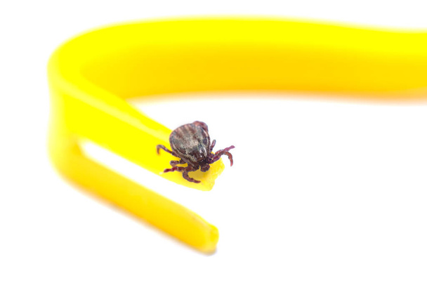 Mite crawls on yellow tweezers to remove ticks on a white background. - Foto, afbeelding