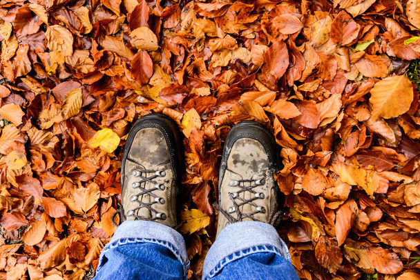 Walking in autumn. Autumn leaves everywhere. - Фото, зображення