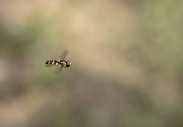 красота летающая пчела в воздухе. Close
 - Фото, изображение