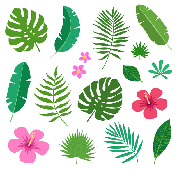Conjunto de plantas exóticas tropicales hojas y flores de plumeria e hibisco aisladas sobre fondo blanco. Ilustración vectorial - Vector, imagen