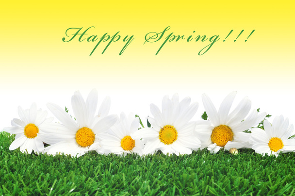 Šťastné jaro - Fotografie, Obrázek