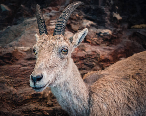 Portrait of a young ibex with rocks in the background. - Photo, Image