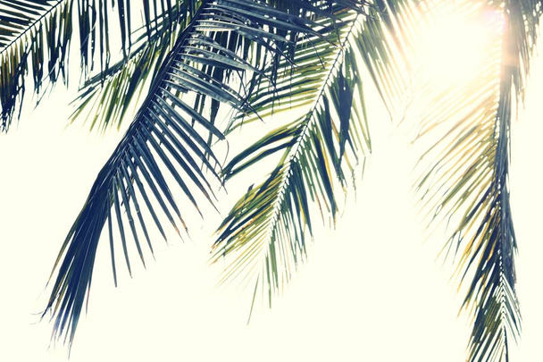 Palm bladeren takken in de zon lichte natuurlijke achtergrond - Foto, afbeelding