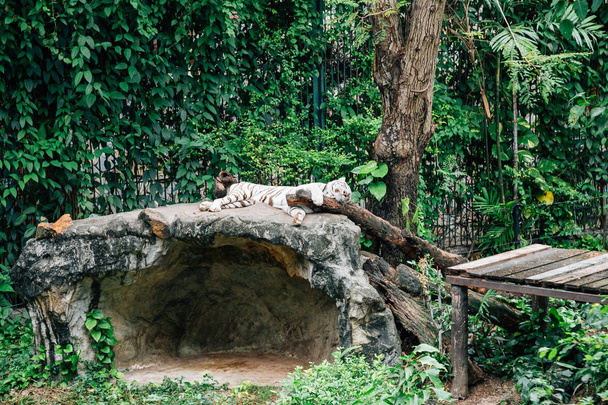 Sleeping white tiger at Dusit Zoo in Bangkok, Thailand - Photo, image