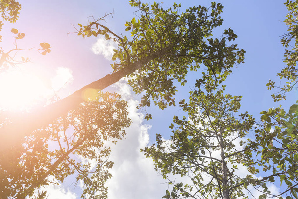 Onder de bomen met zonlicht in tropisch regenwoud - lage hoekmening opzoeken - Foto, afbeelding