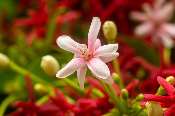 Close up of Rangoon Creeper flower. (Quisqualis indica) - Photo, Image