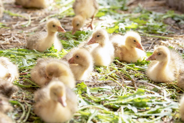 Pequeño ennegrecimiento amarillo los goslings están en la jaula
 - Foto, Imagen