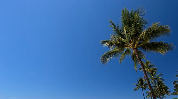 ο φοίνικας στο φόντο των μπλε ασυννέφιαστο ουρανό, τροπικές περιοχές - Φωτογραφία, εικόνα
