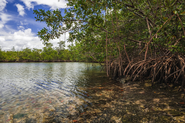 Scenic bay view of the mangrove swamp along the bay in Oleta River State Park in North Miami Beach. - Foto, afbeelding