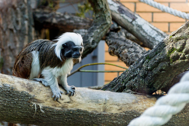Musta ja valkoinen väri pieni apina Oidipus Tamarin eläintarhassa, istuu puussa ja katselee kameraan. Järjestys: Kädelliset, Perhe: In-Game. Nipistä apina
. - Valokuva, kuva