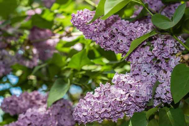 Flores de color lila primer plano, hermoso fondo fresco
. - Foto, imagen