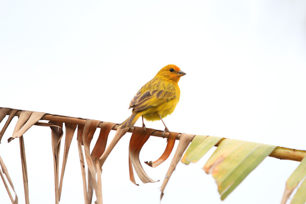 Yellow canary Serinus canaria - Photo, Image