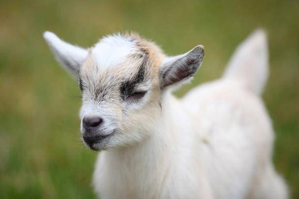Baby goat - Photo, Image