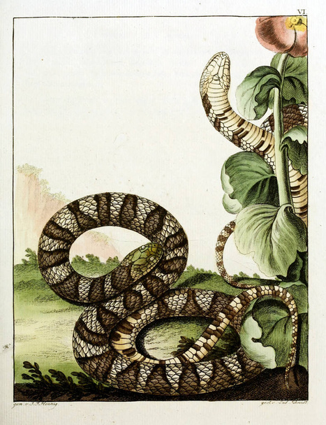 Kuvitus käärmeestä. vanha kuva
 - Valokuva, kuva