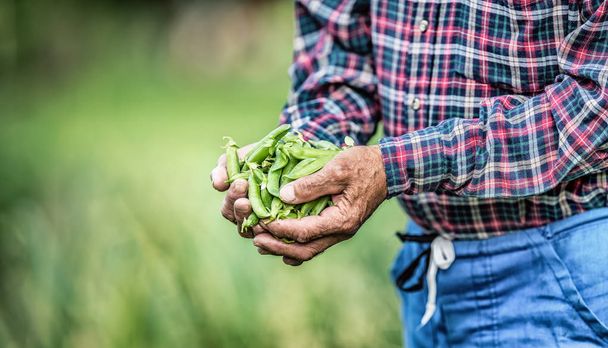 Senior farmer holding in her hans fresh peas. - Zdjęcie, obraz
