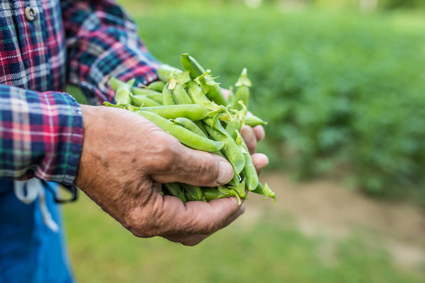 Senior farmer holding in her hans fresh peas. - Φωτογραφία, εικόνα