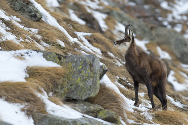 An isolated chamois deer in the snow background - Foto, Bild