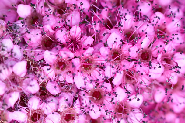 Nahaufnahme einer schönen Blume - Spiraea japonica (japanisches Mädesüß oder koreanische Spiraea) ist eine Pflanze aus der Familie der Rosaceae. - Foto, Bild
