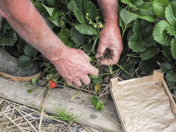 Close up of senior gardener hands picking strawberries, organic farming concept - Foto, Imagen