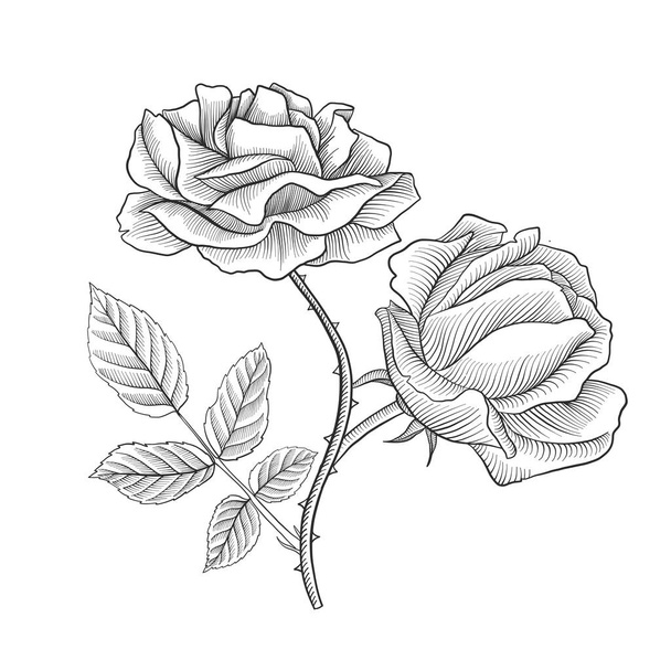 vintage vector drawing flower of rose - Vector, Imagen