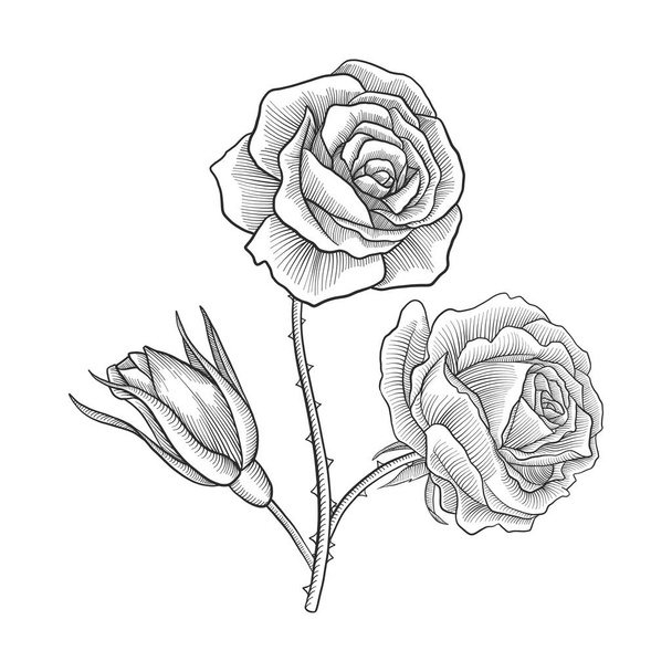 Vintage vektorové kreslení květ růže - Vektor, obrázek