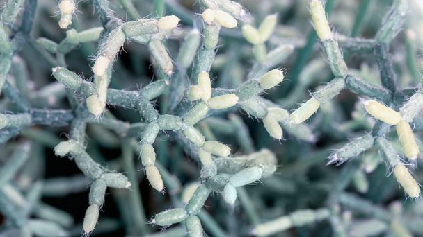 Cactus suculenta Rhipsalis. Arreglo rectangular de suculentas, fondo de plantas verdes
 - Foto, imagen