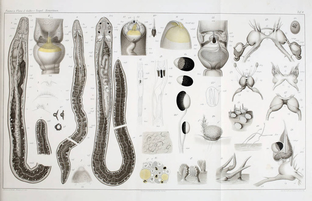 La estructura y anatomía de los gusanos nemertea
. - Foto, Imagen