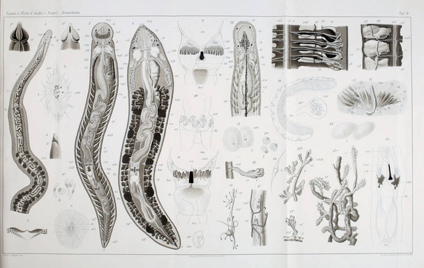 A estrutura e anatomia dos vermes nemertea
. - Foto, Imagem