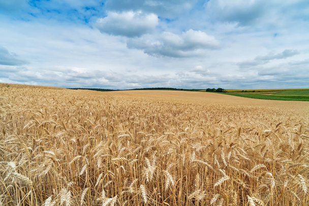 Сельское хозяйство Поле с драматическим небом, пейзаж с зерновым заводом
 - Фото, изображение