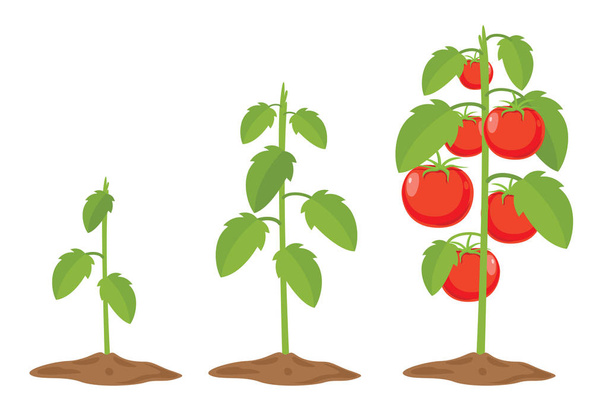 Ilustracja wektorowa pomidorów - Wektor, obraz