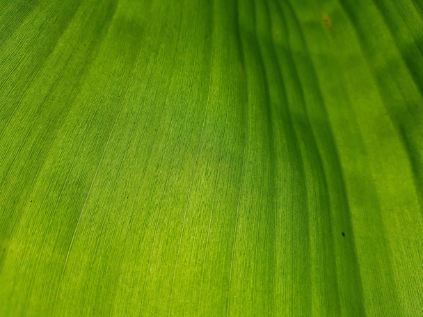 Détail fermé de la feuille de banane botanique fraîche et verte. Afficher la ligne et la texture de la nature
. - Photo, image