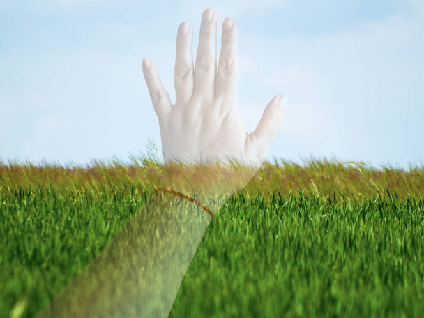 Doppia esposizione di una mano di donna che tocca un campo in primavera
 - Foto, immagini