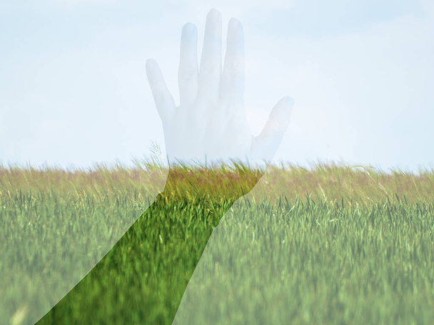 Doble exposición de una mano de mujer tocando un campo en primavera
 - Foto, imagen