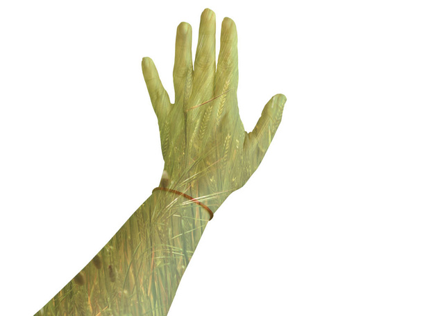 Διπλή έκθεση του χέρι μία γυναίκα αγγίζοντας ένα πεδίο άνοιξη - Φωτογραφία, εικόνα